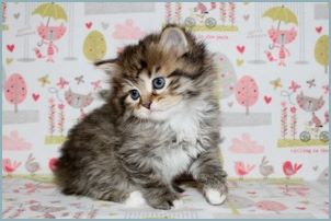 Male Siberian Kitten from Deedlebug Siberians